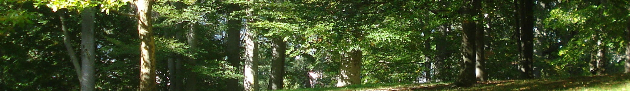 Kytssolut